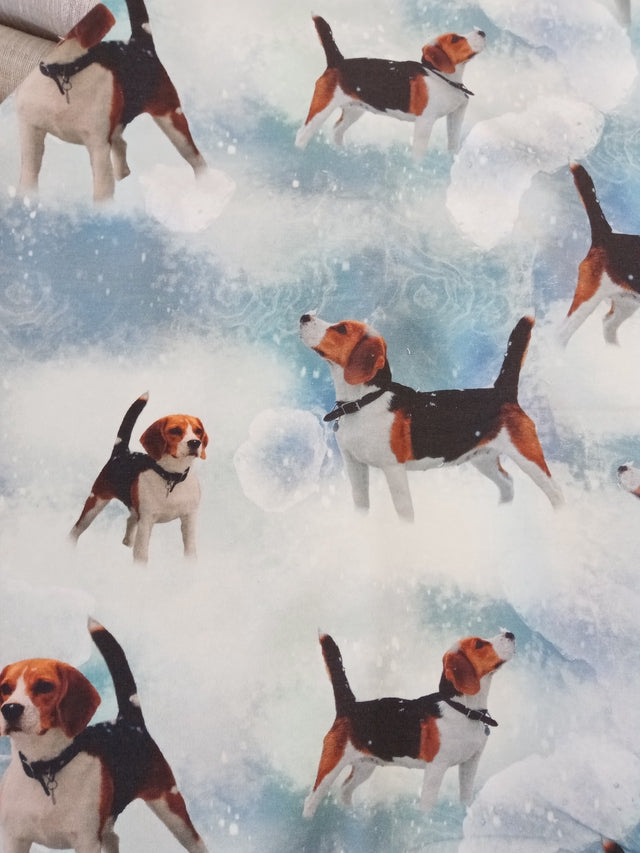 Beagle, joustocollege