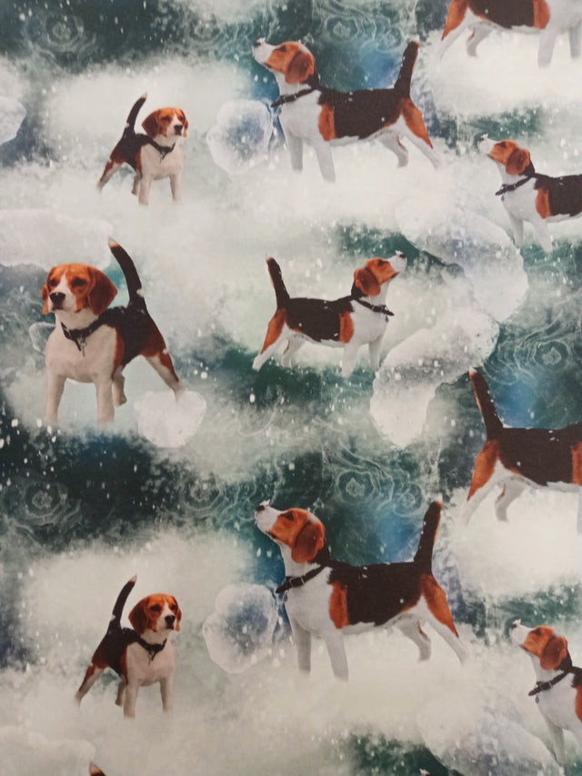 Beagle, joustocollege